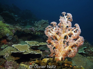 Cauliflow soft coral, Gorgonia garden, Pemuteran by Olivier Notz 